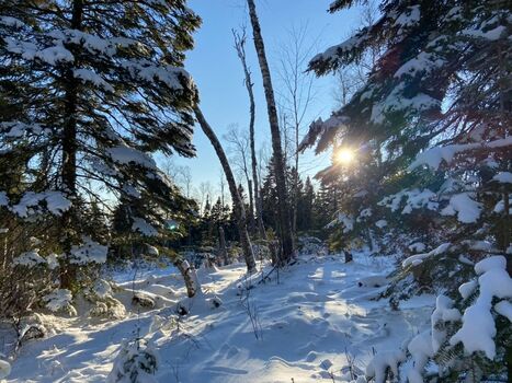 Photo of sun reflecting through winter woods